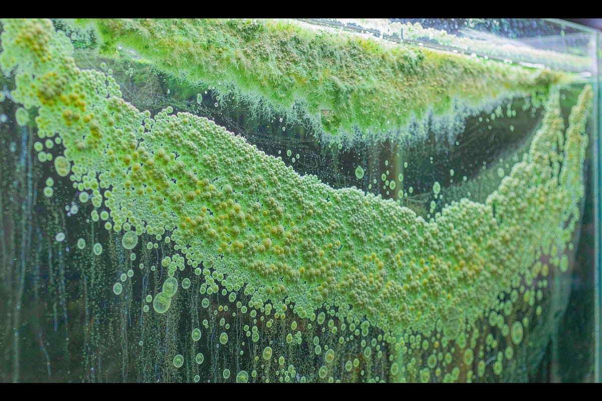 Algae pada kaca: apa yang saya kurangkan, bukan apa yang saya tambah